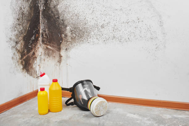 Best Attic Mold Removal  in Winter Park, FL