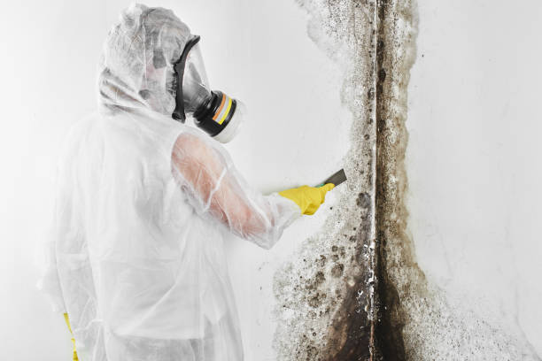 Best Professional Mold Removal  in Winter Park, FL