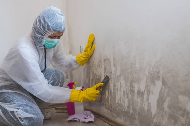 Mold Removal and Inspection in Winter Park, FL
